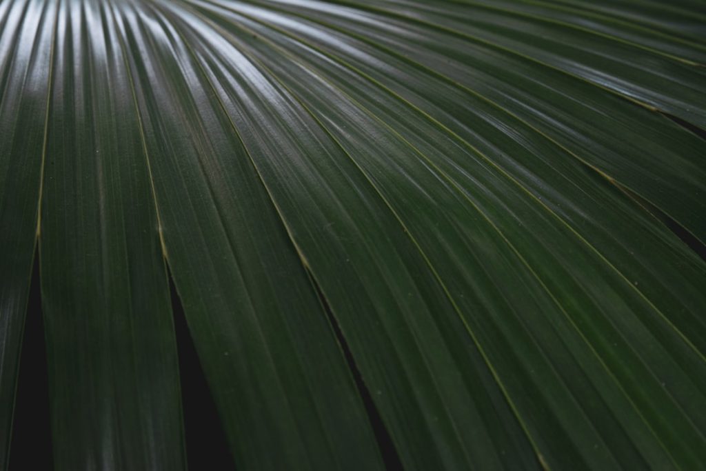 a close up view of a palm leaf