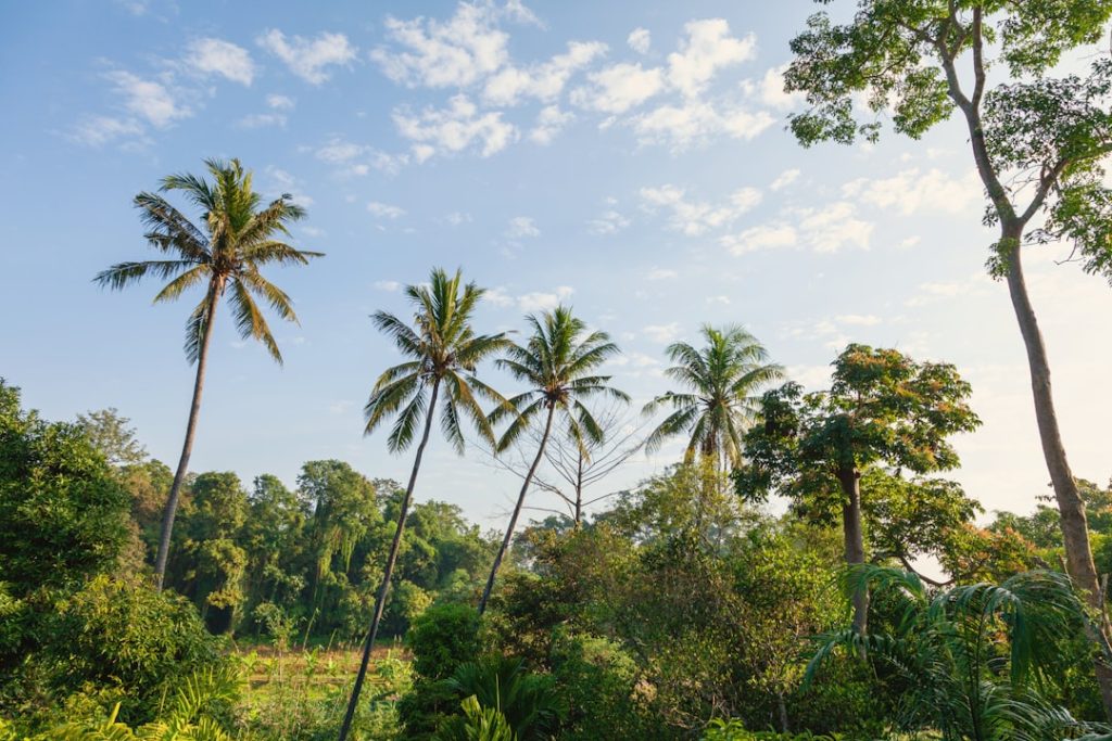Palm trees against a blue sky with clouds.